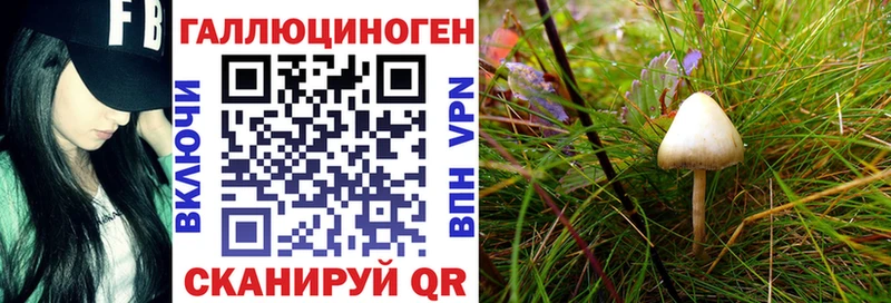 кракен tor  Скопин  Псилоцибиновые грибы Psilocybine cubensis 